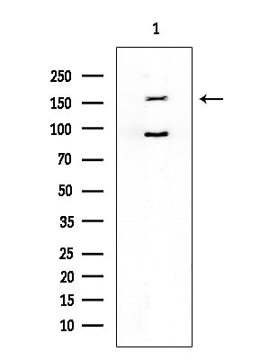 GPR158 Antibody in Western Blot (WB)