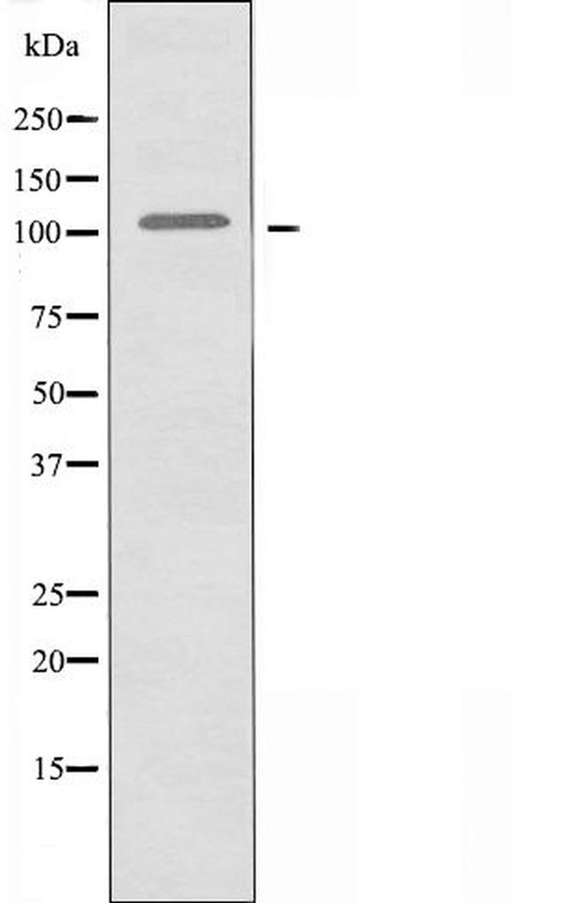 GPRC6A Antibody in Western Blot (WB)