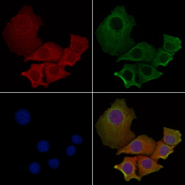MRGPRE Antibody in Immunocytochemistry (ICC/IF)