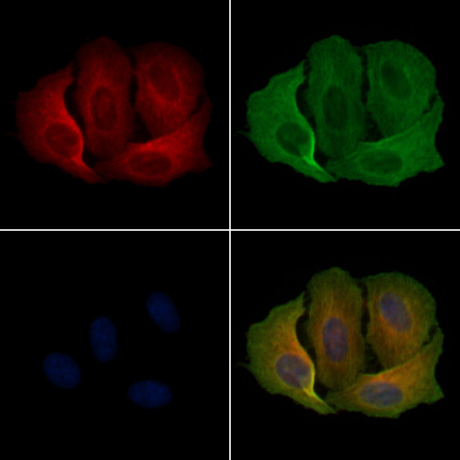 MRGPRX1 Antibody in Immunocytochemistry (ICC/IF)
