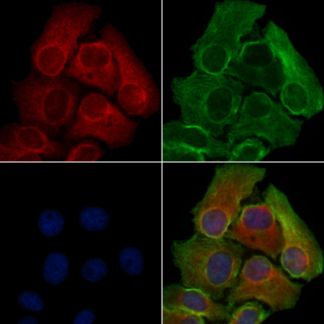OR10G2 Antibody in Immunocytochemistry (ICC/IF)