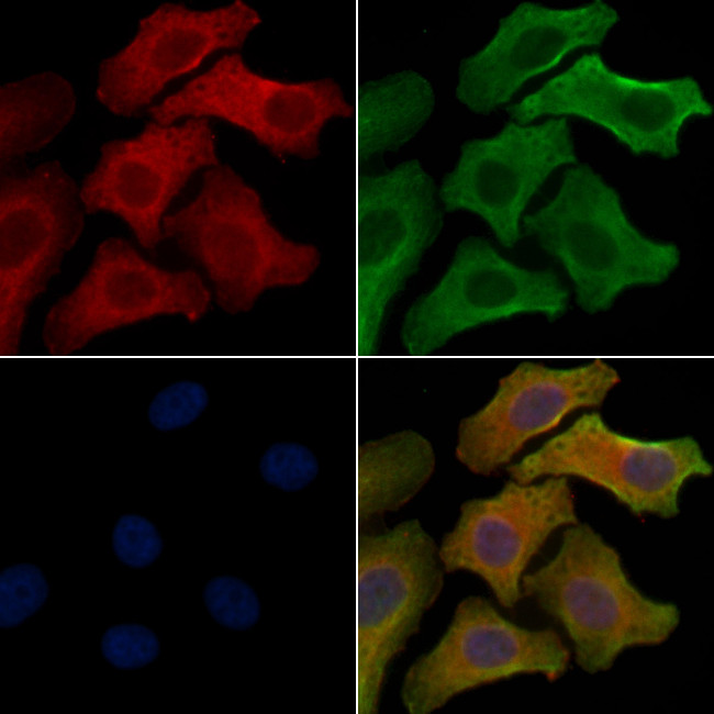 OR10J6P Antibody in Immunocytochemistry (ICC/IF)