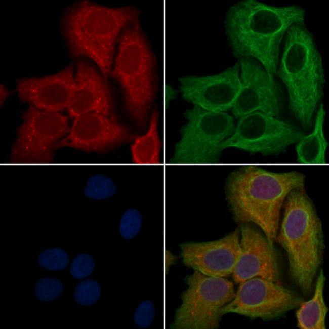 OR11L1 Antibody in Immunocytochemistry (ICC/IF)