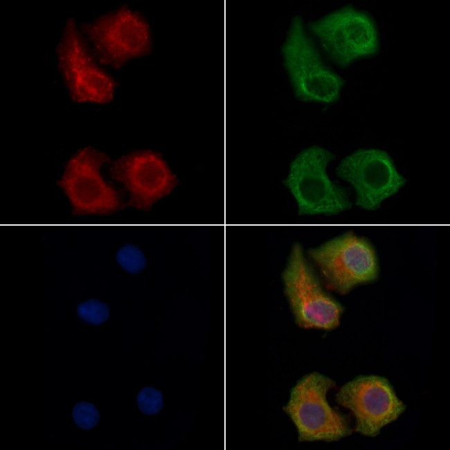 OR13C4 Antibody in Immunocytochemistry (ICC/IF)