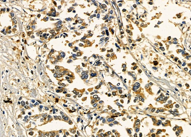 OR2T2/OR2T35 Antibody in Immunohistochemistry (Paraffin) (IHC (P))