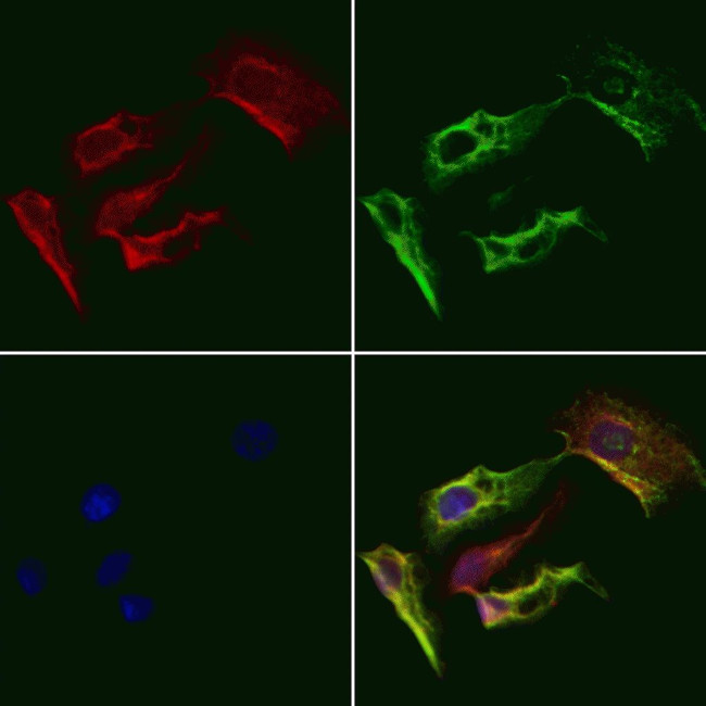 OR4F4/OR4F5/OR4F17 Antibody in Immunocytochemistry (ICC/IF)