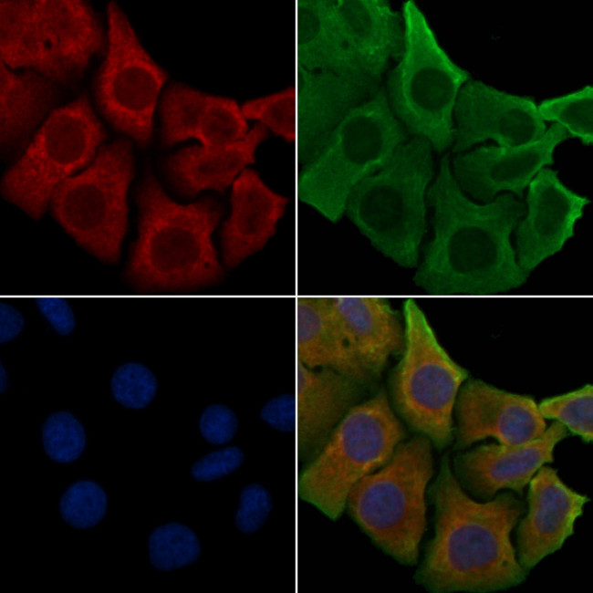 OR51T1 Antibody in Immunocytochemistry (ICC/IF)