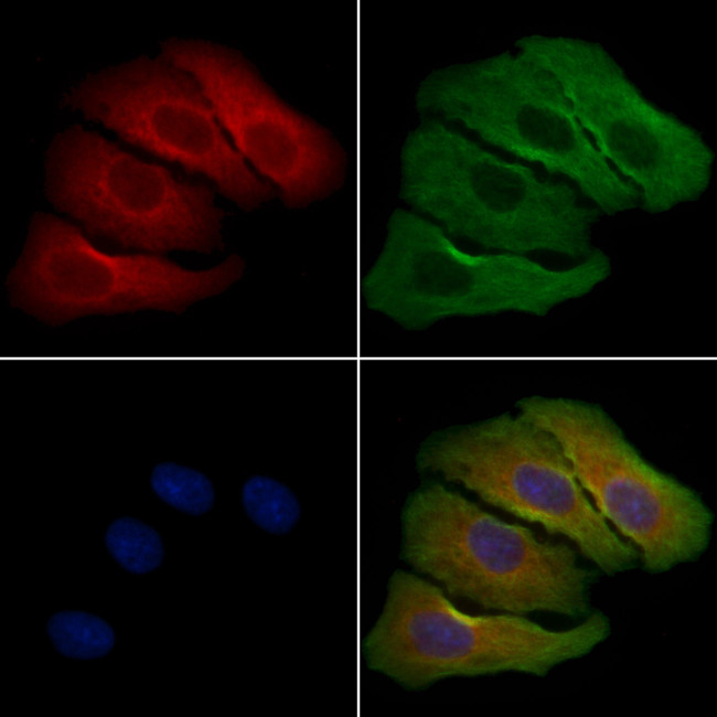OR52A4 Antibody in Immunocytochemistry (ICC/IF)