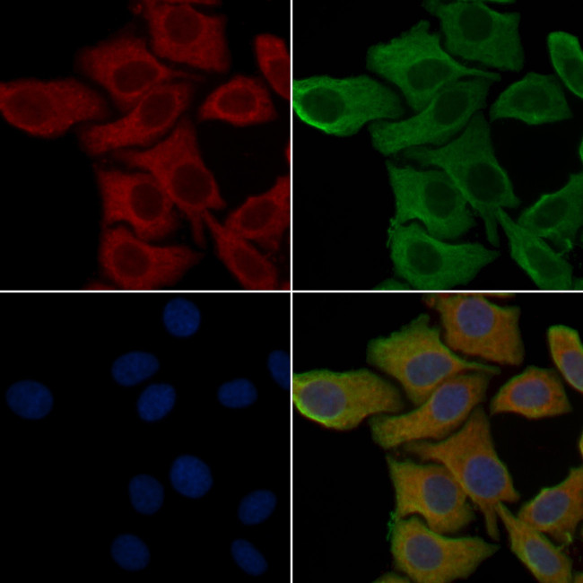 OR52B2 Antibody in Immunocytochemistry (ICC/IF)
