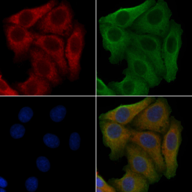 OR52D1 Antibody in Immunocytochemistry (ICC/IF)