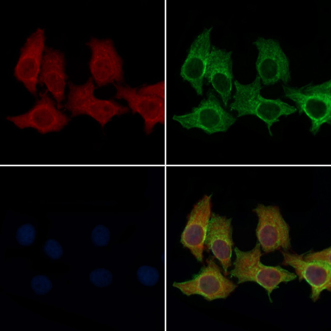 OR52E2 Antibody in Immunocytochemistry (ICC/IF)