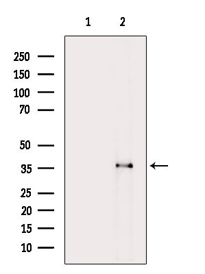 OR52N4 Antibody in Western Blot (WB)