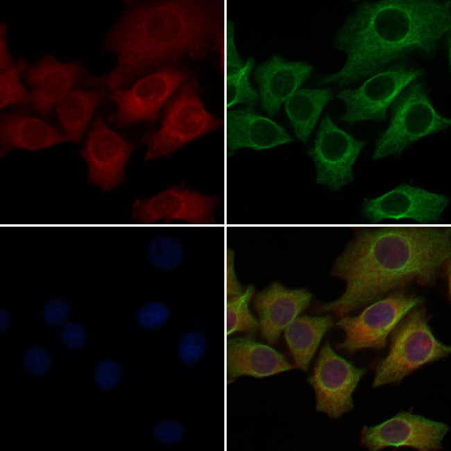 OR52W1 Antibody in Immunocytochemistry (ICC/IF)