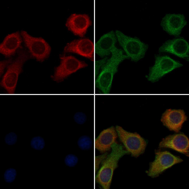 OR5AU1 Antibody in Immunocytochemistry (ICC/IF)
