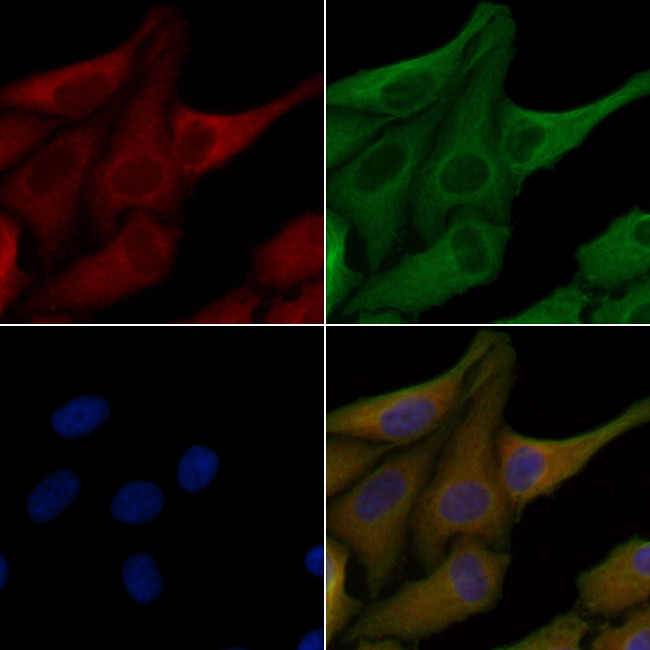 OR6C68 Antibody in Immunocytochemistry (ICC/IF)