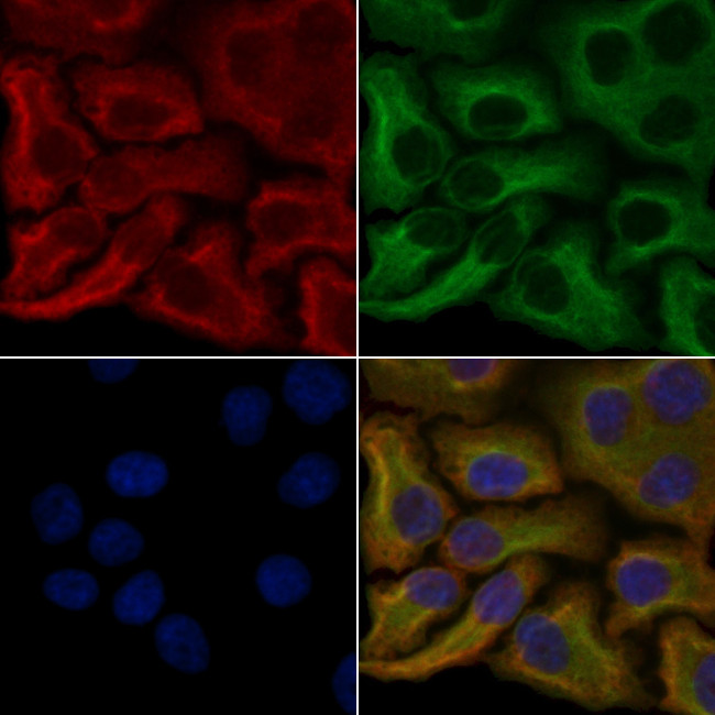 OR6C70 Antibody in Immunocytochemistry (ICC/IF)