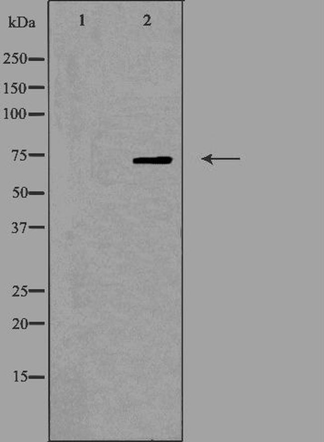 OLFML2A Antibody in Western Blot (WB)