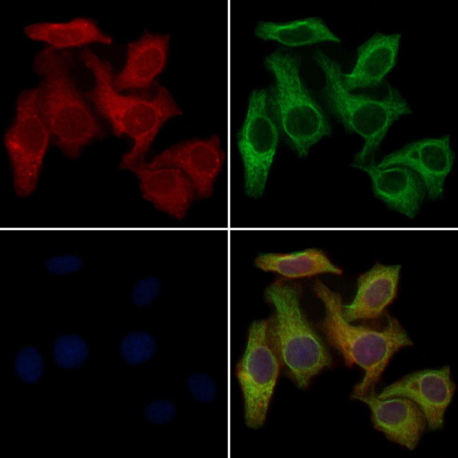 OR10H2 Antibody in Immunocytochemistry (ICC/IF)