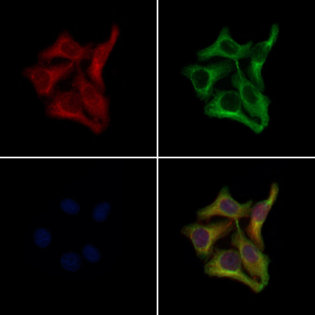 OR10H4 Antibody in Immunocytochemistry (ICC/IF)