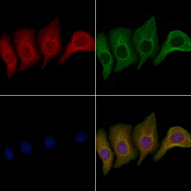 OR10V1 Antibody in Immunocytochemistry (ICC/IF)