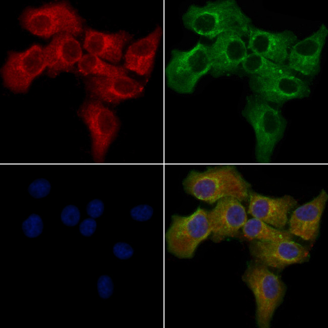 OR13H1 Antibody in Immunocytochemistry (ICC/IF)