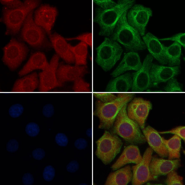 OR2J2 Antibody in Immunocytochemistry (ICC/IF)
