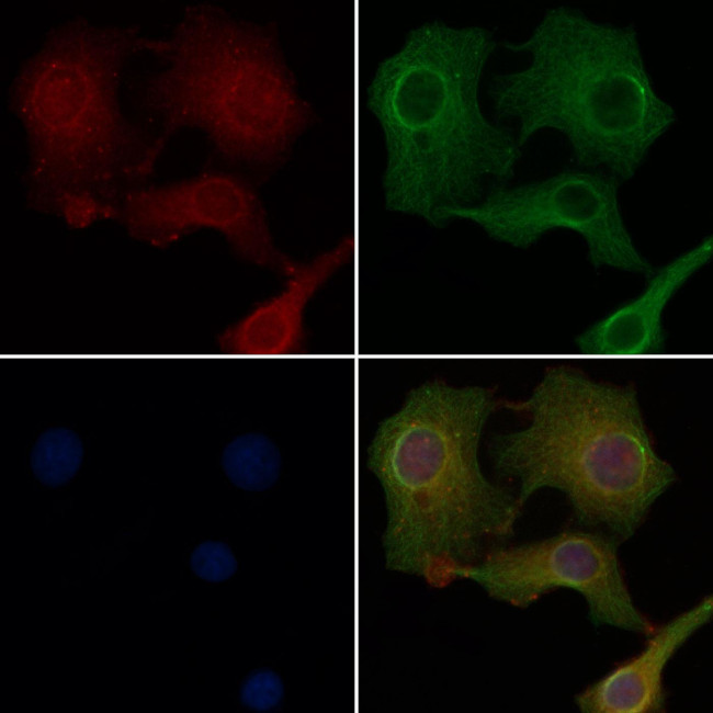 OR2M2 Antibody in Immunocytochemistry (ICC/IF)