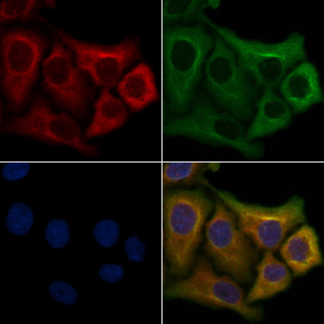 OR2Y1 Antibody in Immunocytochemistry (ICC/IF)