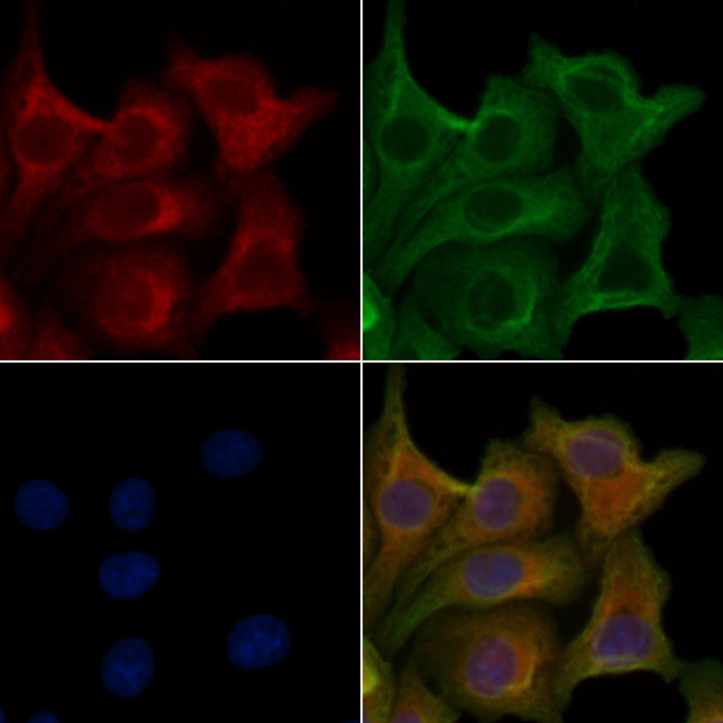 OR4D6 Antibody in Immunocytochemistry (ICC/IF)