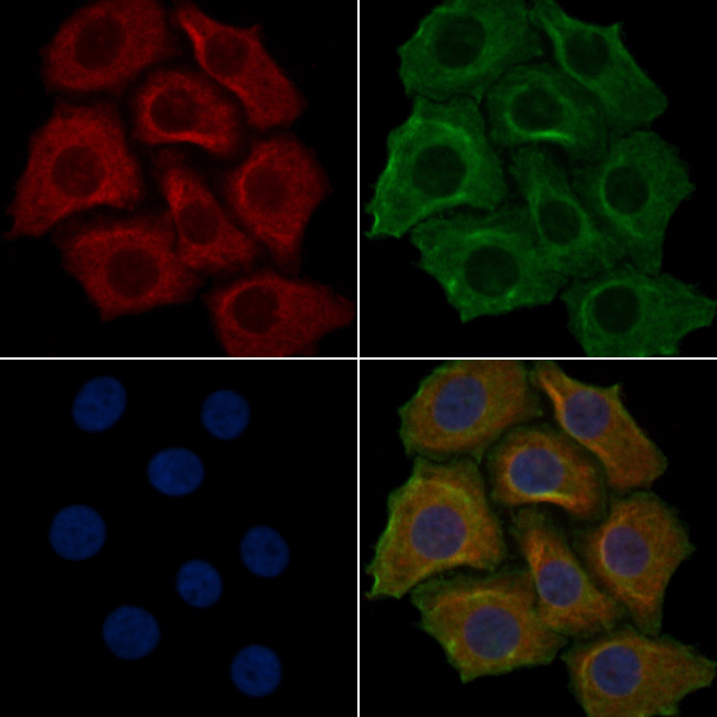 OR4F4 Antibody in Immunocytochemistry (ICC/IF)