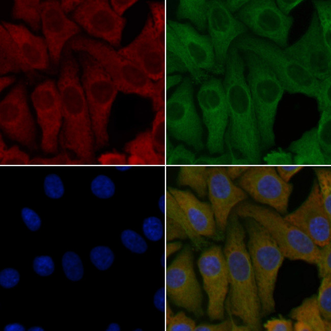 OR4K3 Antibody in Immunocytochemistry (ICC/IF)