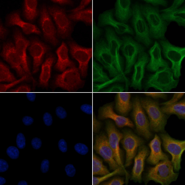 OR51A2 Antibody in Immunocytochemistry (ICC/IF)