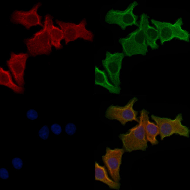 OR51A7 Antibody in Immunocytochemistry (ICC/IF)