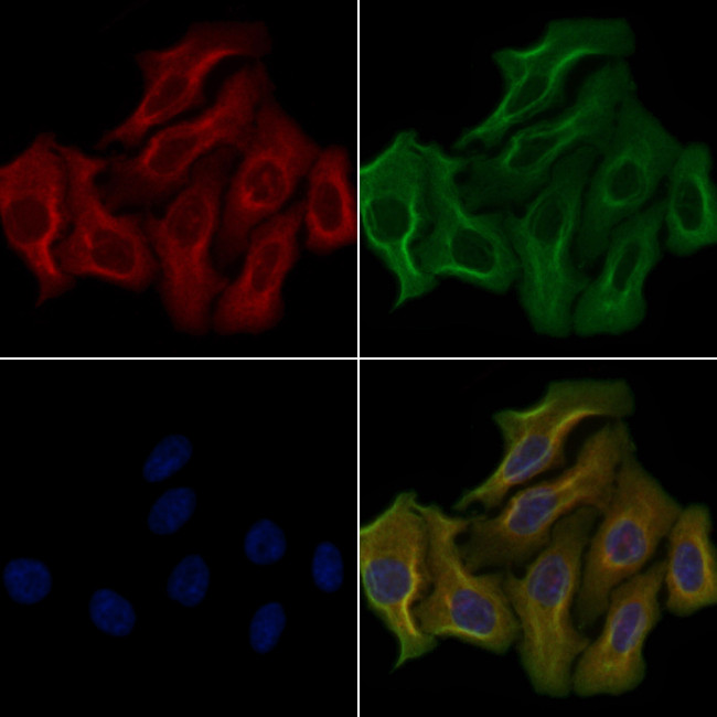 OR51D1 Antibody in Immunocytochemistry (ICC/IF)
