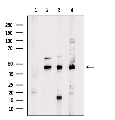 OR5A2 Antibody in Western Blot (WB)