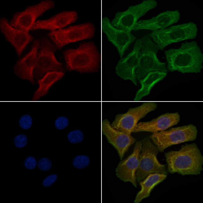 OR5F1 Antibody in Immunocytochemistry (ICC/IF)