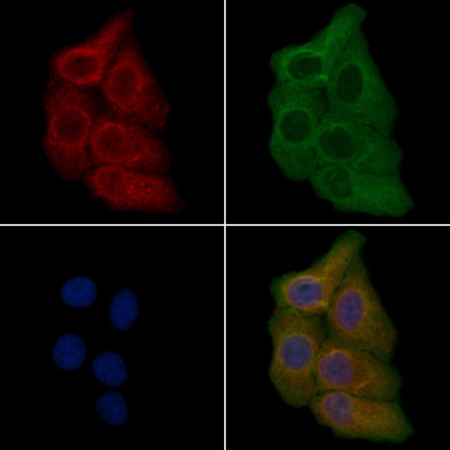 OR5M11 Antibody in Immunocytochemistry (ICC/IF)
