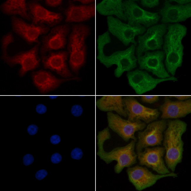 OR5M9 Antibody in Immunocytochemistry (ICC/IF)