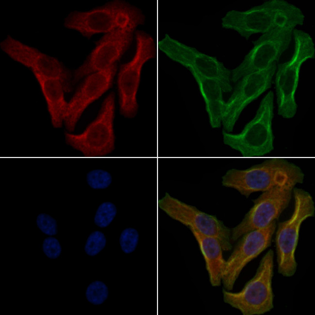 OR5W2 Antibody in Immunocytochemistry (ICC/IF)