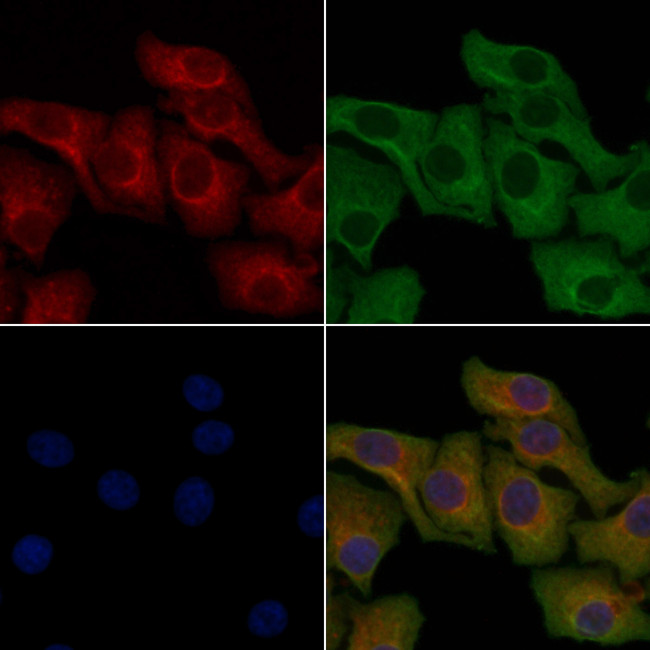 OR6A2 Antibody in Immunocytochemistry (ICC/IF)
