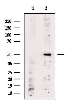 OR6C2 Antibody in Western Blot (WB)