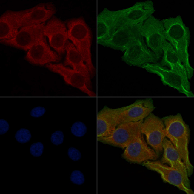 OR6C3 Antibody in Immunocytochemistry (ICC/IF)