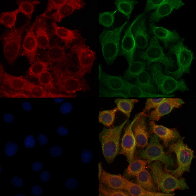 OR6K2 Antibody in Immunocytochemistry (ICC/IF)