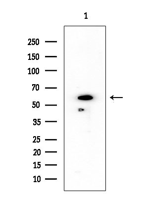 OR6Q1 Antibody in Western Blot (WB)