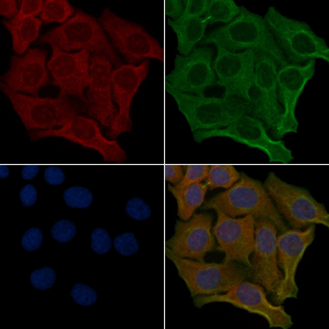 OR6S1 Antibody in Immunocytochemistry (ICC/IF)