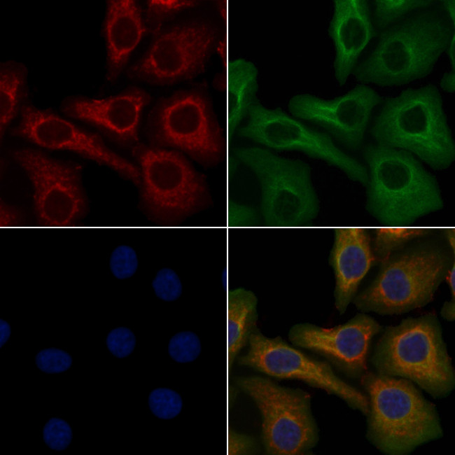 OR6T1 Antibody in Immunocytochemistry (ICC/IF)
