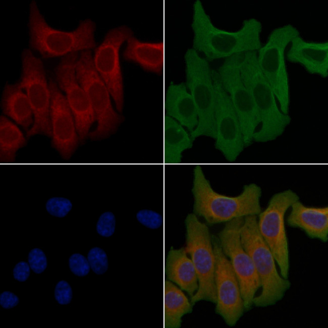 OR7A10 Antibody in Immunocytochemistry (ICC/IF)