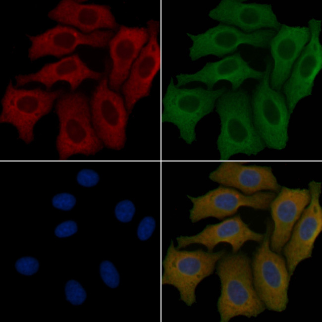 OR4K14 Antibody in Immunocytochemistry (ICC/IF)