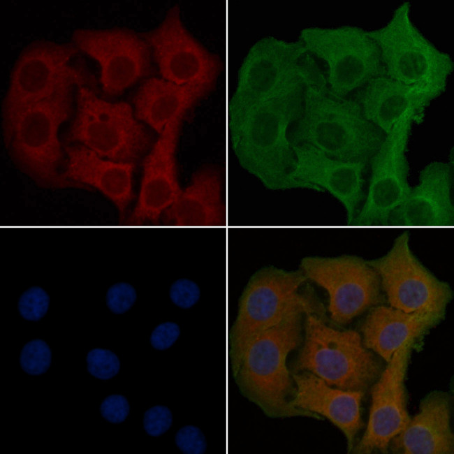 OR8G1 Antibody in Immunocytochemistry (ICC/IF)