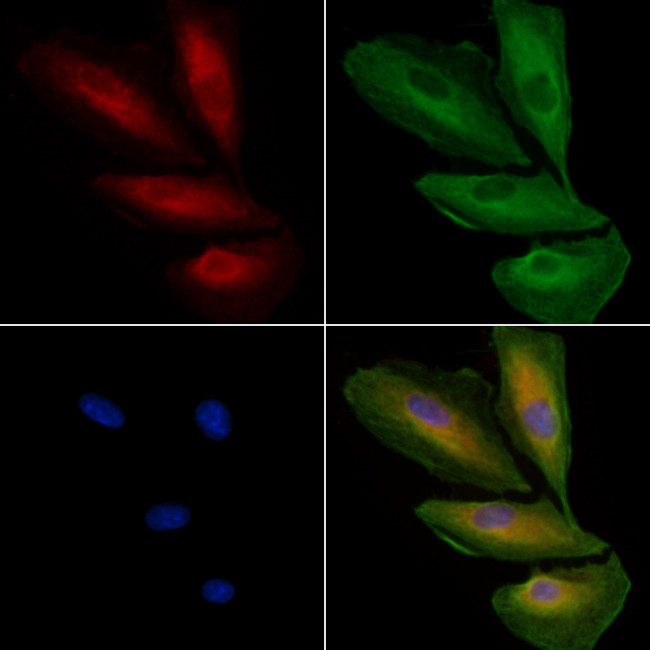 OR8J1 Antibody in Immunocytochemistry (ICC/IF)